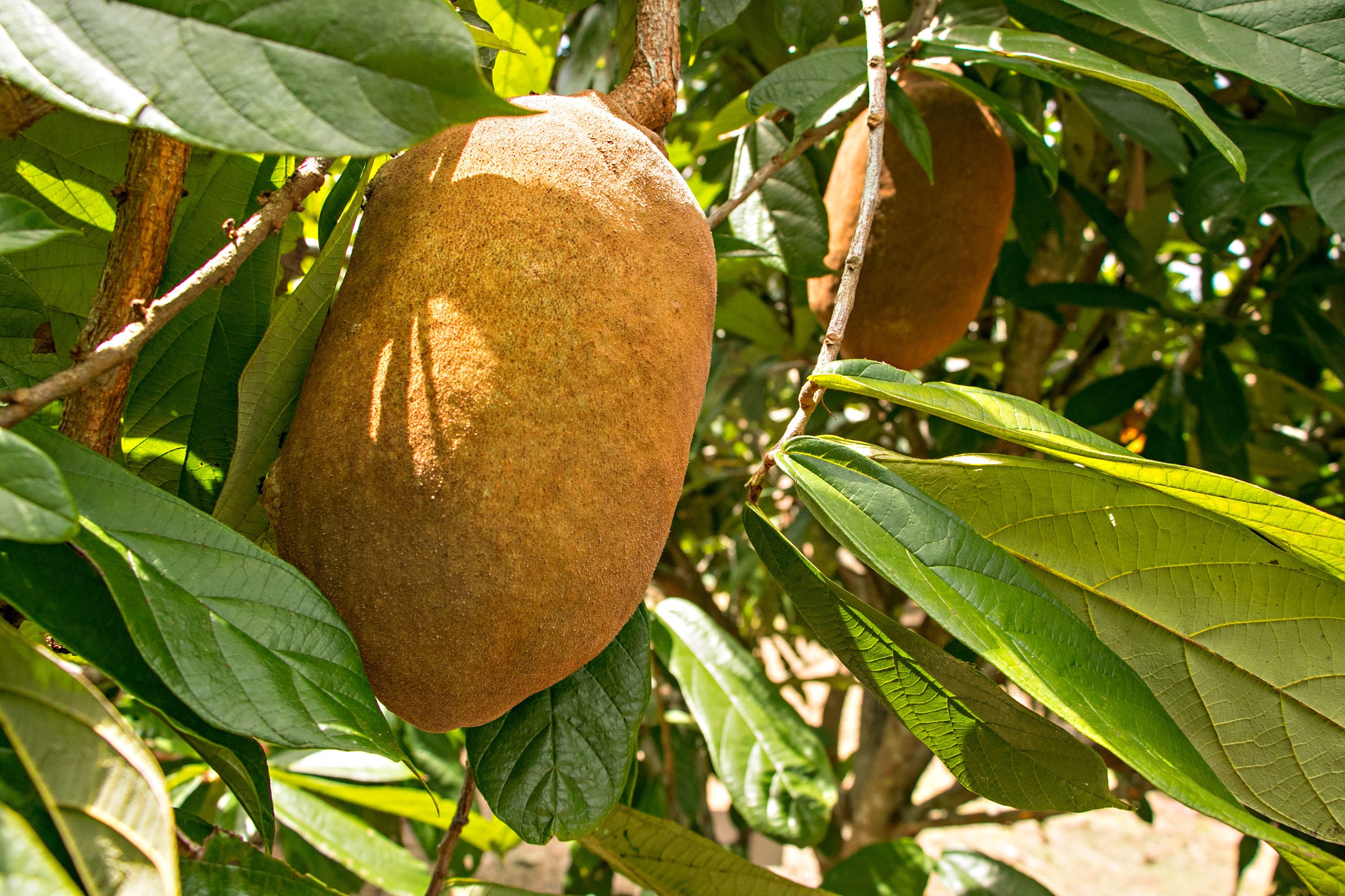 foto Not&iacute;cia Arujá