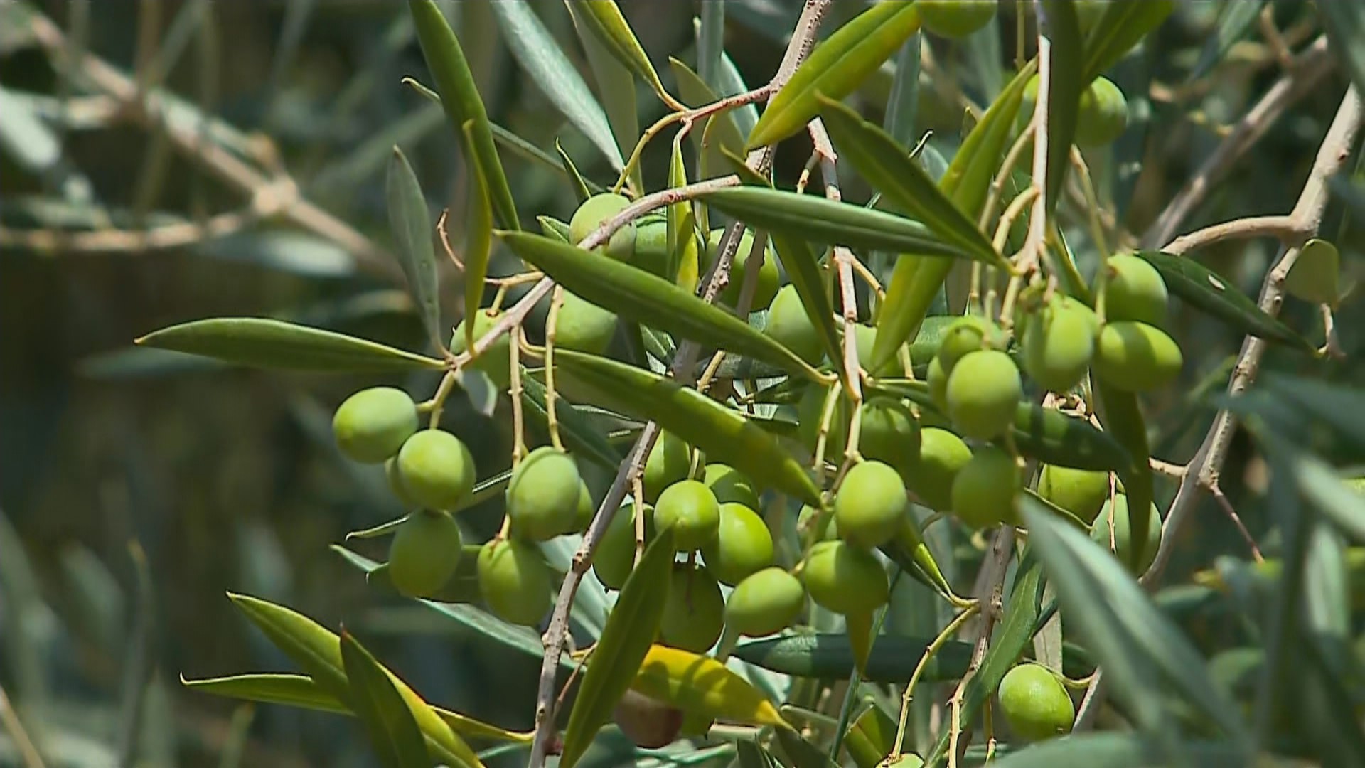 foto Not&iacute;cia Arujá